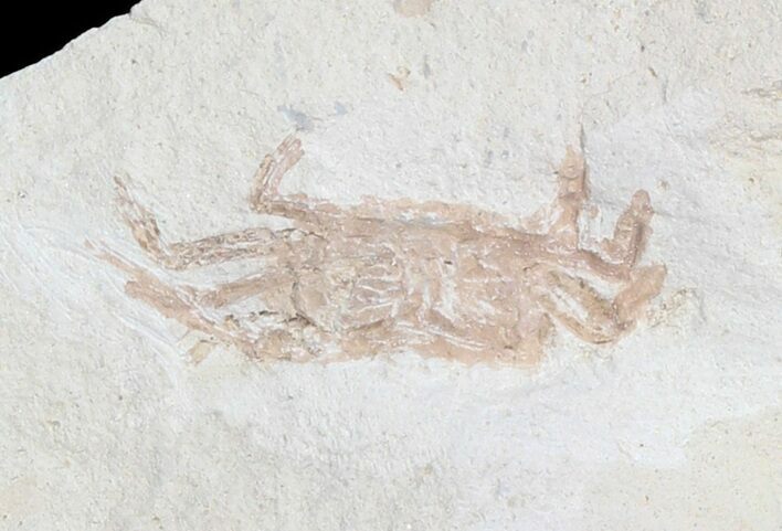 Fossil Pea Crab (Pinnixa) From California - Miocene #42932